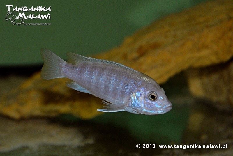 Labidochromis chisumulae 'Chizumulu Island'